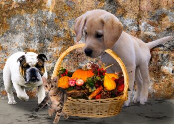 Zucca per gatto e cane