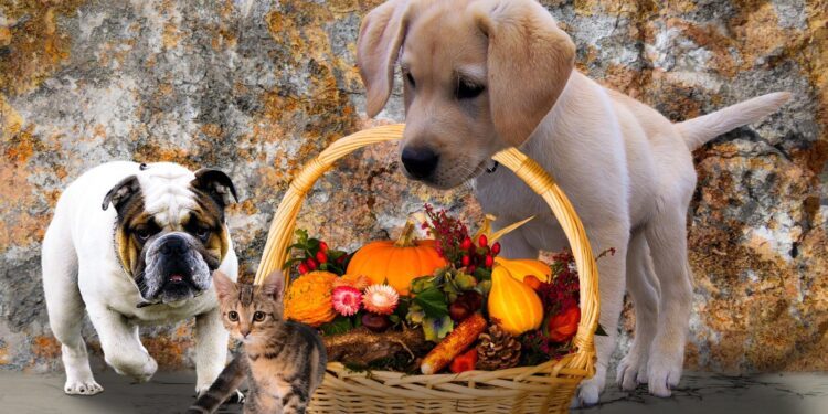 Zucca per gatto e cane