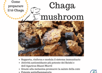 chaga cane gatto