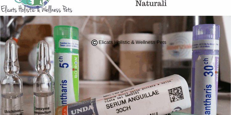 Serum anguillae gatto