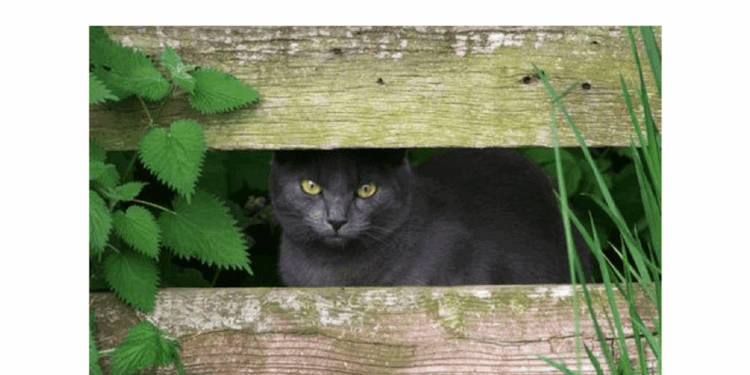 Ortica per cani gatti