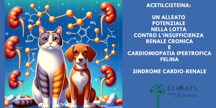 Acetilcisteina: Cardiomiopatia ipertrofica gatto + Insufficienza renale Cronica