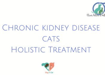 Chronic kidney disease cats