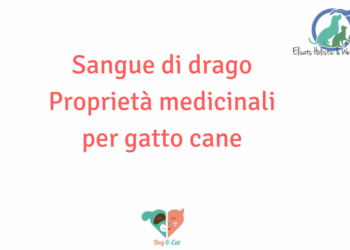 Sangue di drago cane gatto