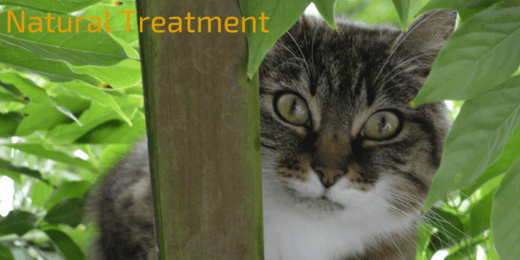 Struvite Bladder Stones in cats Natural Treatment