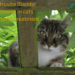 Struvite Bladder Stones in cats Natural Treatment