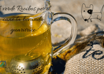 Tè verde Rooibos per il cane