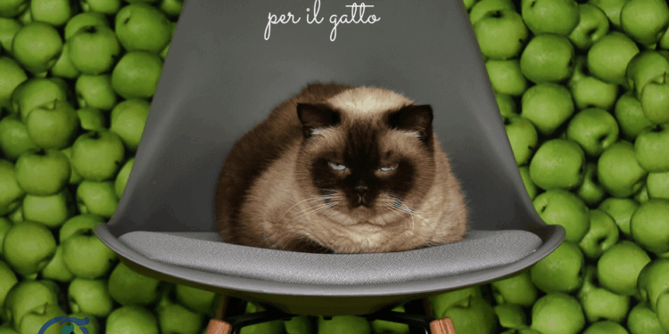 Aceto di sidro di mele per il gatto