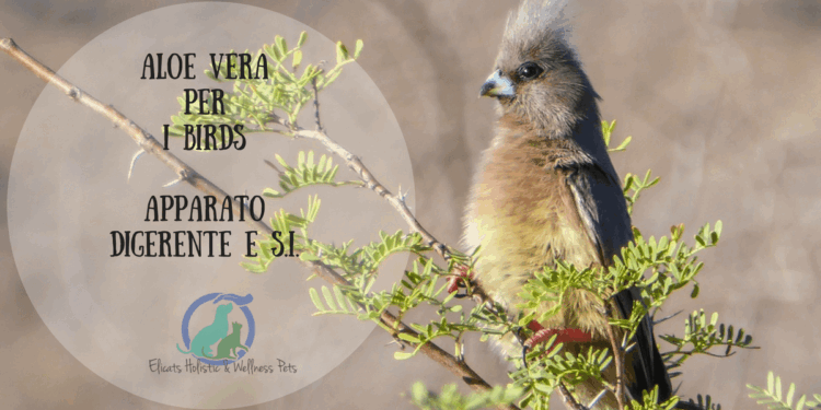 Aloe Vera per gli uccelli