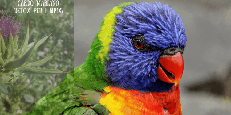 Cardo mariano per uccelli