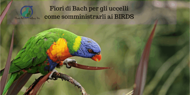Fiori di Bach per gli uccelli come somministrarli ai BIRDS