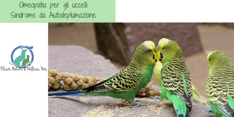 omeopatia per gli uccelli