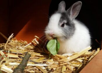 Cosa mangia un Coniglio Le conseguenze degli errori alimentari