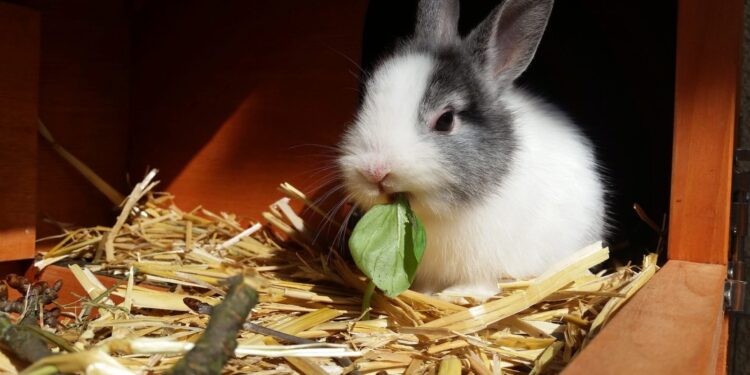 Cosa mangia un Coniglio Le conseguenze degli errori alimentari