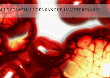 Cellule staminali del sangue in Veterinaria