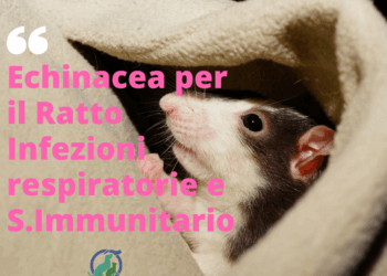 Echinacea per il Ratto infezioni respiratorie e S.I.