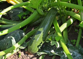 Ricetta per gatto: Tacchino con zucchine