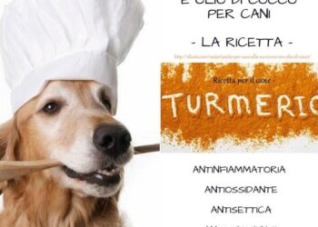 Ricetta Golden Paste per cani con olio di cocco | Olio MCT