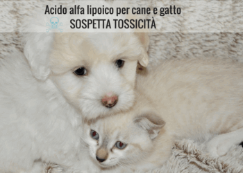 Acido alfa lipoico per cane
