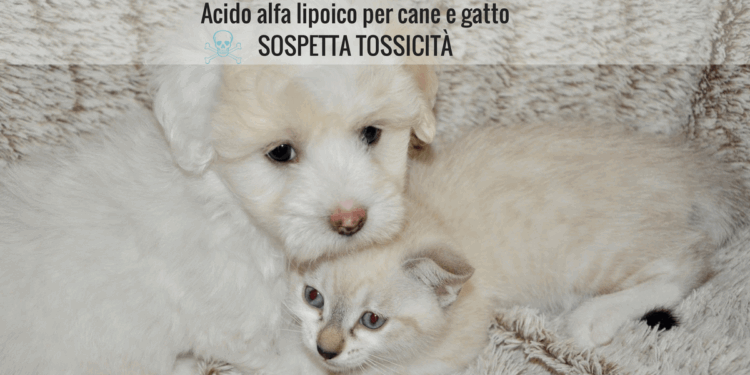 Acido alfa lipoico per cane