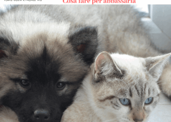 Gatto con creatinina alta