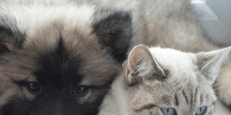 Gatto con creatinina alta