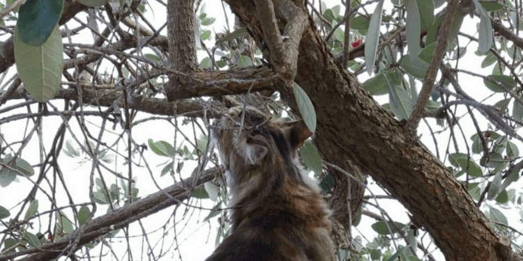 Acidosi metabolica nel Gatto