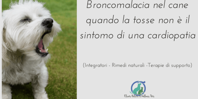 Broncomalacia nel cane