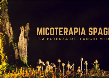 Micoterapia spagirica la potenza dei funghi medicinali