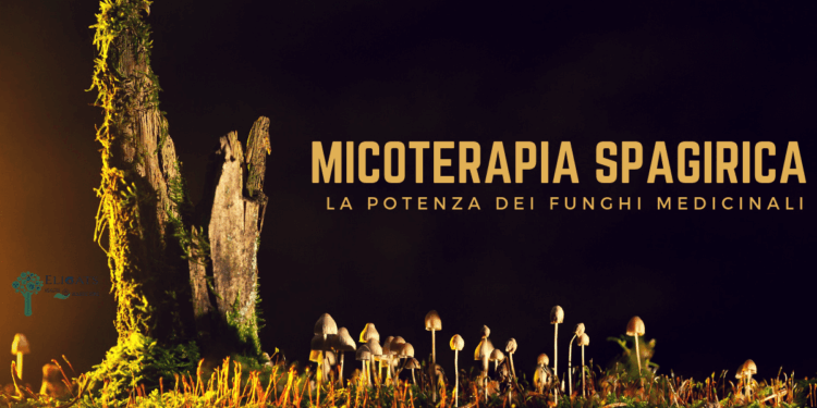 Micoterapia spagirica la potenza dei funghi medicinali