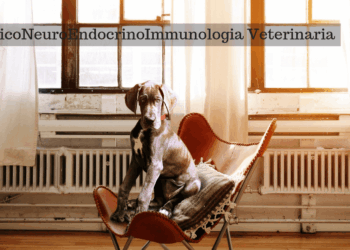 PNEI PsicoNeuroEndocrinoImmunologia Veterinaria