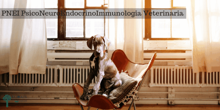 PNEI PsicoNeuroEndocrinoImmunologia Veterinaria