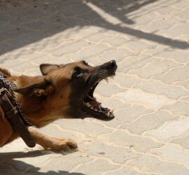 cane aggressivo