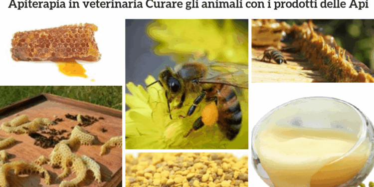 Apiterapia cane gatto