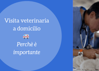 Visita veterinaria a domicilio