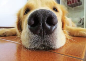 nuova cura leishmaniosi