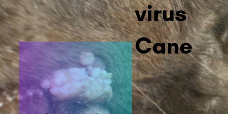 Papilloma virus Cane
