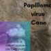 Papilloma virus Cane