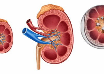 velocità filtrazione glomerulare