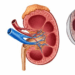 velocità filtrazione glomerulare