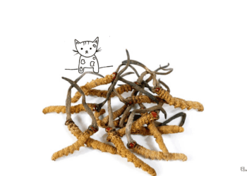 Cordyceps Niereninsuffizienz katze