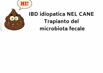 IBD idiopatica NEL CANE Trapianto del microbiota fecale