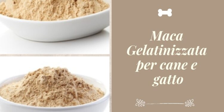 Maca Gelatinizzata cane gatto