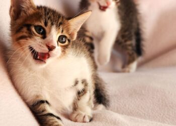 metabolase a cosa serve