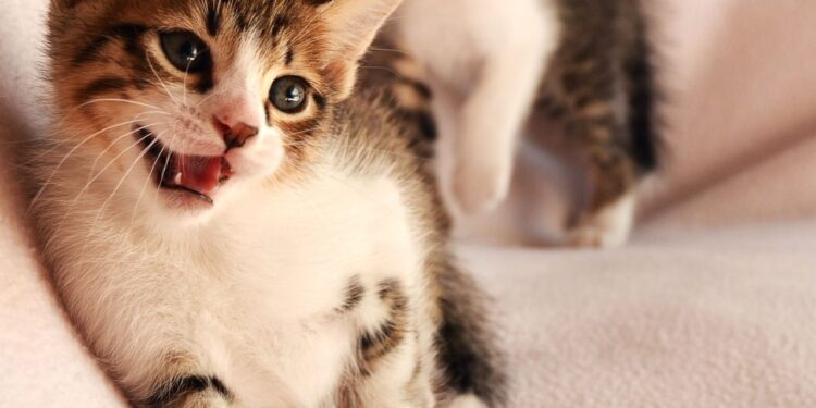 metabolase a cosa serve