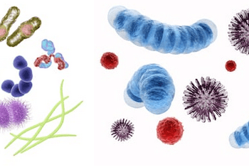 microrganismi effettivi cane gatto