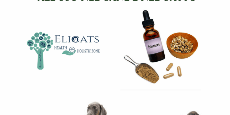 Echinacea in veterinaria