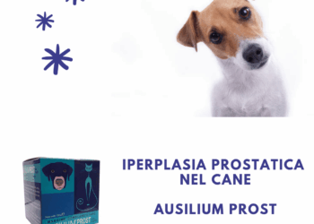 Iperplasia prostatica nel cane