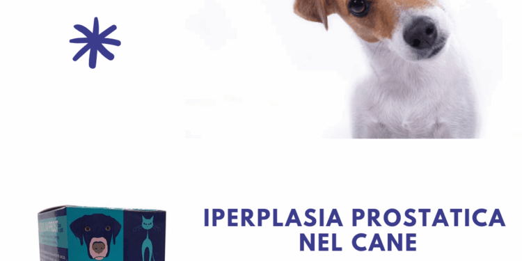 Iperplasia prostatica nel cane