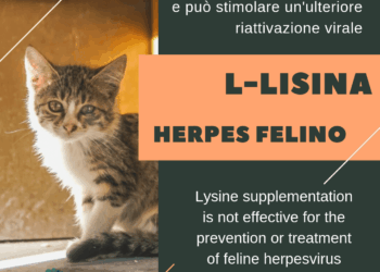 Lisina herpes gatto